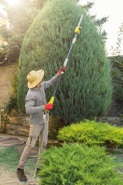 Best Commercial Tree Services  in Rome, NY